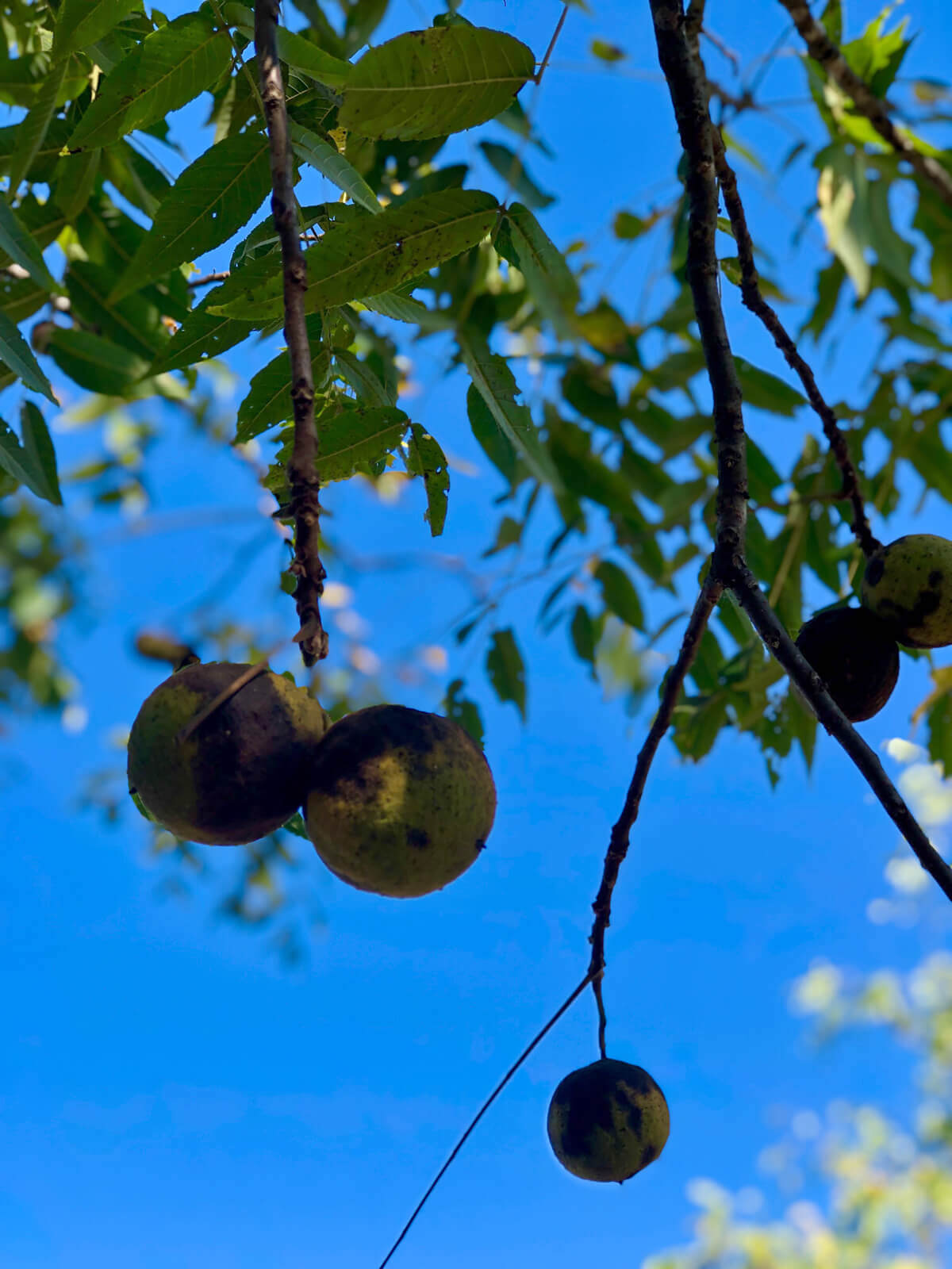 Black walnuts against a crystal clear Wythe County, Virginia sky