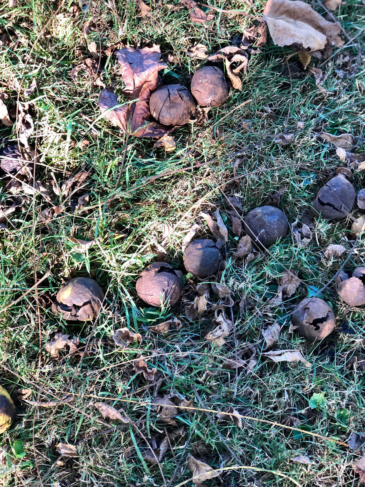 Image of black walnuts on the ground in Wythe County, Virginia